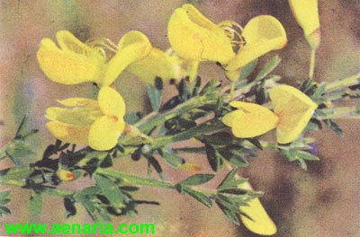 Cytisus