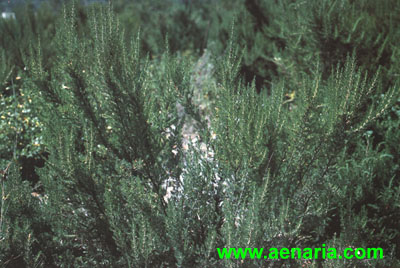 Erica_Arborea