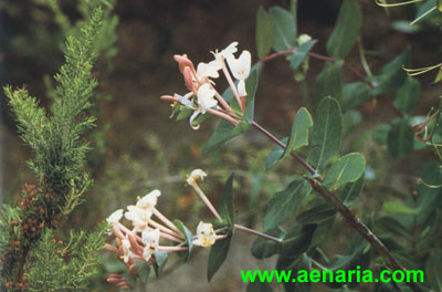 Lonicera