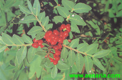Pistacia_Lentiscus