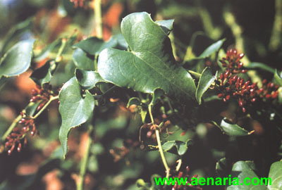 Smilax_Aspera